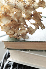 stack of old vintage books and dry flowers