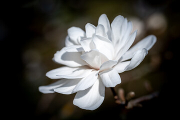 Blossoms of the magnolia hybrid "White Rose"; Magnolia x loebneri 'White Rose'