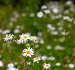 Blooming daisies in sunlight on a blurry background of grass