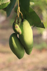 close up of mango fruit on a mango tree