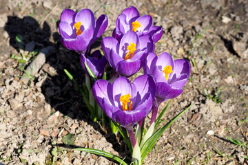 five bright lilac little bud crocuses grow in the park side view