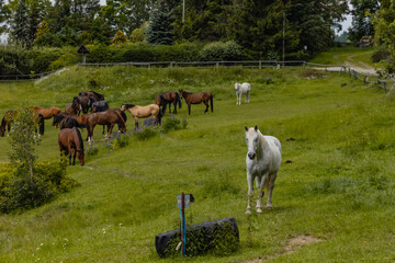 Herd of horses on horse farm with two white and few brown horses © Pawel-Wierzchowski