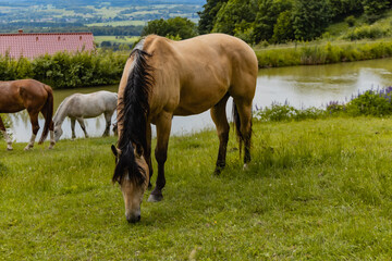 Naklejka na ściany i meble Big horse on horse farm next to small pond
