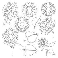 Sunflower isolated outline set icon.Vector illustration illustration flower on white background .outline vector set icon sunflower.