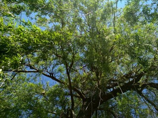 branches against blue sky