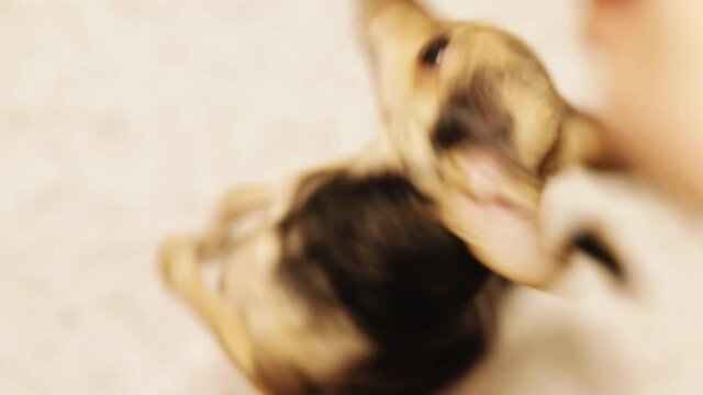 Little terrier dog dancing, puppy training
