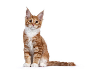 Cute red with white maine coon cat kitten, sitting up straight facing front. Looking towards camera. Isolated on white background. Tail beside body.