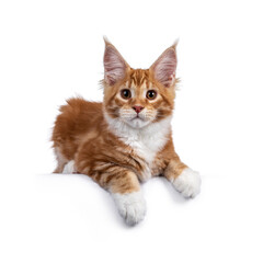 Cute red with white maine coon cat kitten, laying down side ways on edge. Looking towards camera. Isolated on white background.