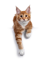Cute red with white maine coon cat kitten, laying down facing front with paws hanging relaxed down from edge. Looking towards camera. Isolated on white background.