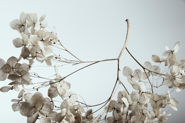 Dry hydrangea branch on plain background