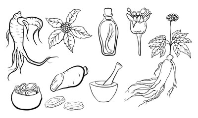 Drawing of leaves and root of ginseng. Ginseng root and berry vector drawing. A sketch of a medicinal plant. Linear graphic design. 