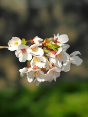 Fototapeta na wymiar 用水路土手を背景に咲く桜の花