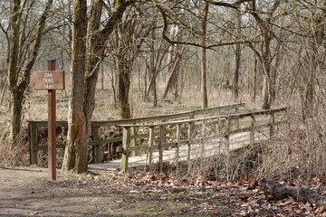 The wood bridge in the bare tree forest on a sunny day.