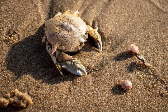 yellow scorpion on beach sand with shells, close up