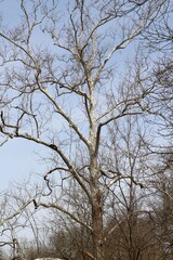The tall bare tree in the forest.