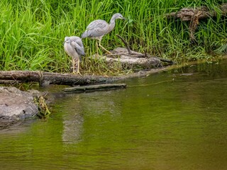 Two Herons
