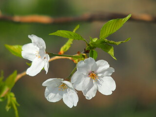 用水路川面背景に咲く桜の花