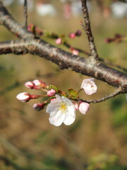 幹から咲きだした桜の花