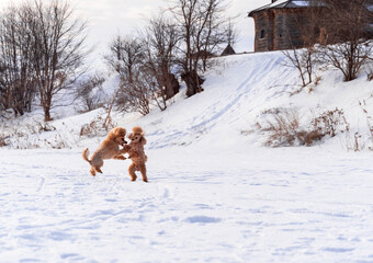 Cute small golden dogs playing in snow outdoors. Family dog lifestyle.