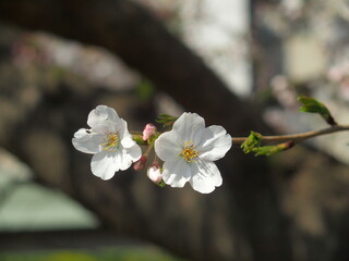 咲き始めた木漏れ日の中の桜