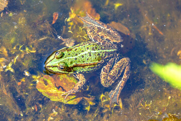 Ein Wasserfrosch sitzt im flachen Wasser. Schön ist seine Anatomie zu erkennen. Es ist eine...