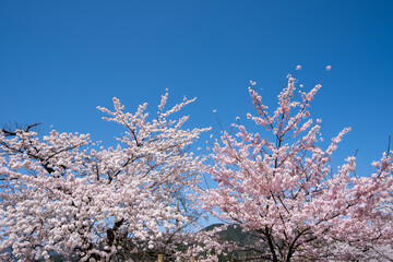 風景素材　晴れた日の海津大崎の美しい桜の花