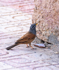 House Bunting (Emberiza sahari) in Biskra, Algeria