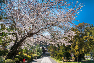 Japanese sakura and cherry blossom trees in full bloom. Beautiful pink, white and magenta flowers with blue skies. Buddhist temple building at the end of the path. 