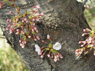 幹に咲く桜の花