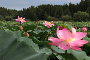 Pink lotus flower on green background in the park	