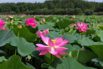 Pink lotus flower on green background in the park	