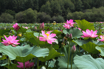 Pink lotus flower on green background in the park	