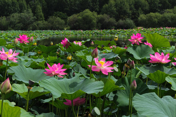 Pink lotus flower on green background in the park	