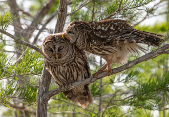 owl everglades florida