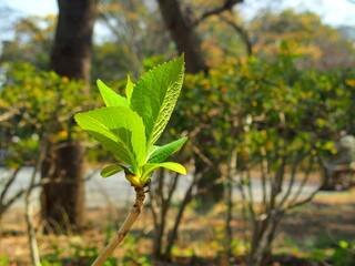 公園の春の紫陽花の若葉