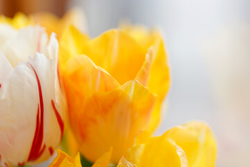 A bunch of tulips on the window. Still life with colorful tulip flowers bouquet  on window sill