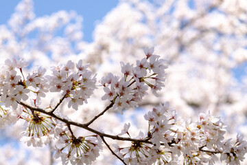 風景素材　晴れた日の海津大崎の美しい桜の花