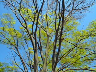 3月の芽吹きの欅の木