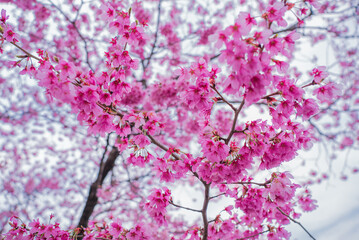 Japanese sakura and cherry blossom trees in full bloom. Beautiful pink and magenta flowers. 
