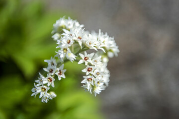 The beautiful  Mukdenia Rossii, Aceriphyllum flower in the spring garden.

