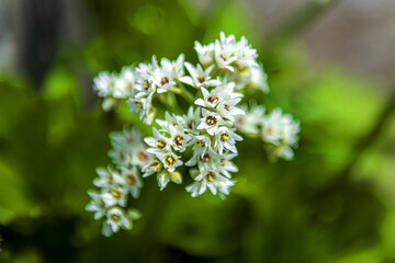The beautiful  Mukdenia Rossii, Aceriphyllum flower in the spring garden.

