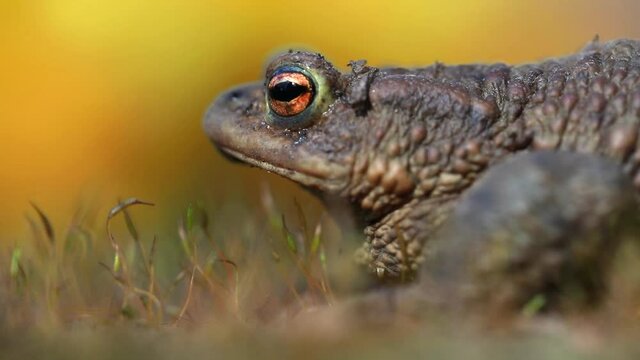 frog in the spring garden