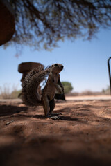 A squirrel looking around in the kalahari