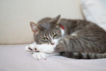 Sweet cat lies on sofa at home and looks into the camera