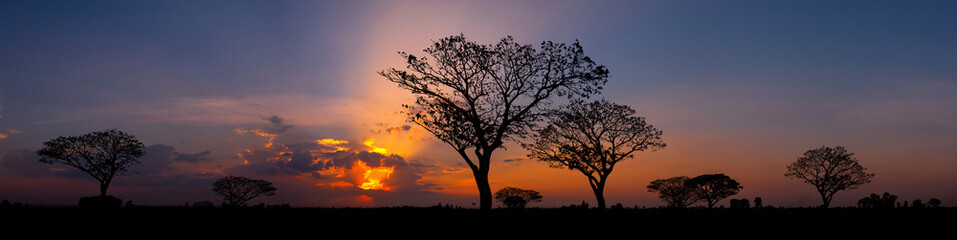 Panorama silhouette tree in africa with sunset.Tree silhouetted against a setting sun.Dark tree on...