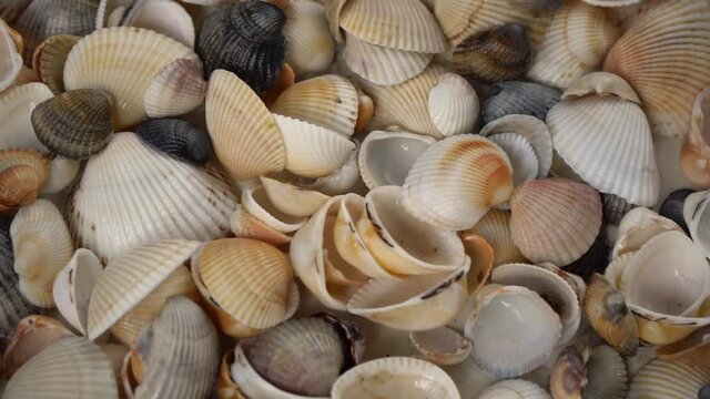 Seashells top view. Shell close-up. Ocean coast. Summer pattern from seashells. 

