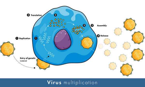 Illustration of mechanism of Viral replication in Host cell. 