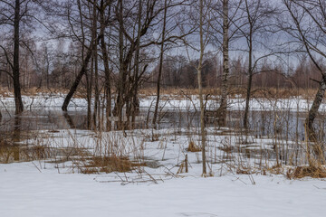 Early spring. The river is flooded. Dry grass is visible from under the snow and water. Trees in the background. April, snow melts, floods.