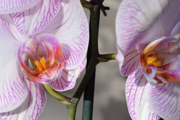 pink orchid with purple veins.with a yellow core. macro