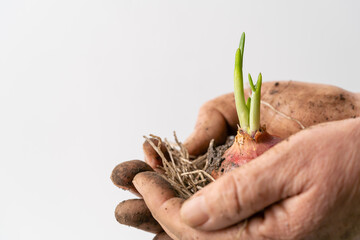 Freshly sprouted scallion on pure white background